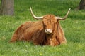 Highland Cattle, Kyloe Royalty Free Stock Photo