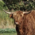 Highland Cattle, Kyloe Royalty Free Stock Photo