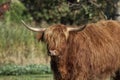 Highland Cattle, Kyloe Royalty Free Stock Photo