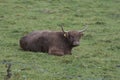 the highland cattle or kyloe in the open Royalty Free Stock Photo