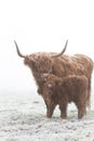 Highland cattle licking its cute baby in a snowy field