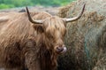 Highland Cattle licking nose on a foggy morning farm