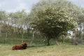 Highland cattle lingering in Dutch dunes