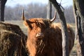 Highland Cattle looking through trees in pasture Royalty Free Stock Photo