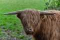 Highland cattle looks at camera