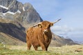 Highland Cattle