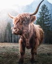 Highland Cattle in the Morning Sun Royalty Free Stock Photo