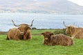 Highland cattle mother and calf Royalty Free Stock Photo