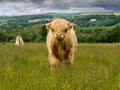 Highland Cattle Royalty Free Stock Photo