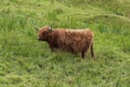 Highland Cattle on a pasture in the Scottish Highlands Royalty Free Stock Photo