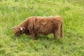 Highland Cattle on a pasture in the Scottish Highlands Royalty Free Stock Photo