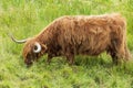 Highland Cattle on a pasture in the Scottish Highlands Royalty Free Stock Photo