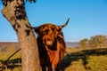 Highland cattle portrait - ancient scottish cows breed, grazing in Slovakia Tatra mountains Royalty Free Stock Photo