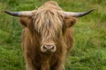 Highland cattle in portrait grazing in a green pasture, cute cow in the Highlands, Scotland, UK Royalty Free Stock Photo