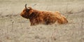 Highland Cattle red Coo resting in Fingerlakes field Royalty Free Stock Photo