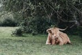 Highland Cattle relaxing under a tree inside The New Forest park, Dorset, UK