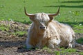 Highland Cattle resp.Kyloe,Rhineland,Germany Royalty Free Stock Photo