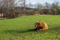 Highland cattle resting in the spring sun