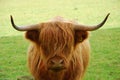 Highland cattle, Scotland Royalty Free Stock Photo