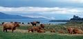 Highland Cattle Scotland Royalty Free Stock Photo