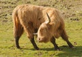 Highland cattle, Scotland Royalty Free Stock Photo