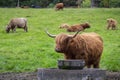 Highland Cattle in Scotland, UK Royalty Free Stock Photo