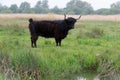 Highland Cattle Royalty Free Stock Photo