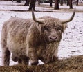 Highland Bull Royalty Free Stock Photo