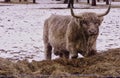 Highland Bull Royalty Free Stock Photo