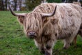 Highland cattle or Highland cow it`s a Scottish breed Royalty Free Stock Photo