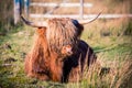 Highland cattle in Scottish countryside Royalty Free Stock Photo