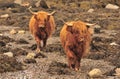 Highland cattle, shoreline, Scotland Royalty Free Stock Photo