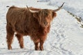 Highland cattle in snow covered field Royalty Free Stock Photo