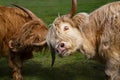 Highland Cattle Sparring at Tarraleah in Tasmania Royalty Free Stock Photo