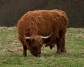 Highland cattle in Sweden Royalty Free Stock Photo