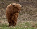 Highland cattle in Sweden Royalty Free Stock Photo