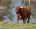 Highland cattle in Sweden Royalty Free Stock Photo