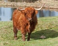 Highland cattle in Sweden Royalty Free Stock Photo