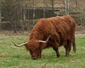 Highland cattle in Sweden Royalty Free Stock Photo