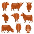 Highland cattle various pose set Royalty Free Stock Photo