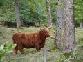 Highland cattle walking in the nature