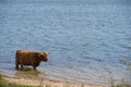 Highland cattle in the water