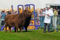 Highland cattle at Westmorland show Royalty Free Stock Photo