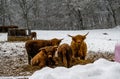 Highland cattle in a winter landscape covered with snow. Picture from Scania, Sweden Royalty Free Stock Photo