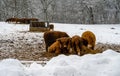 Highland cattle in a winter landscape covered with snow. Picture from Scania, Sweden Royalty Free Stock Photo