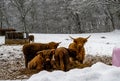 Highland cattle in a winter landscape covered with snow. Picture from Scania, Sweden Royalty Free Stock Photo