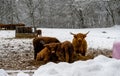 Highland cattle in a winter landscape covered with snow. Picture from Scania, Sweden Royalty Free Stock Photo