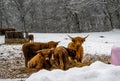 Highland cattle in a winter landscape covered with snow. Picture from Scania, Sweden Royalty Free Stock Photo