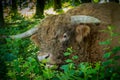 Highland cattle in woods