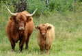 Highland cattles Royalty Free Stock Photo